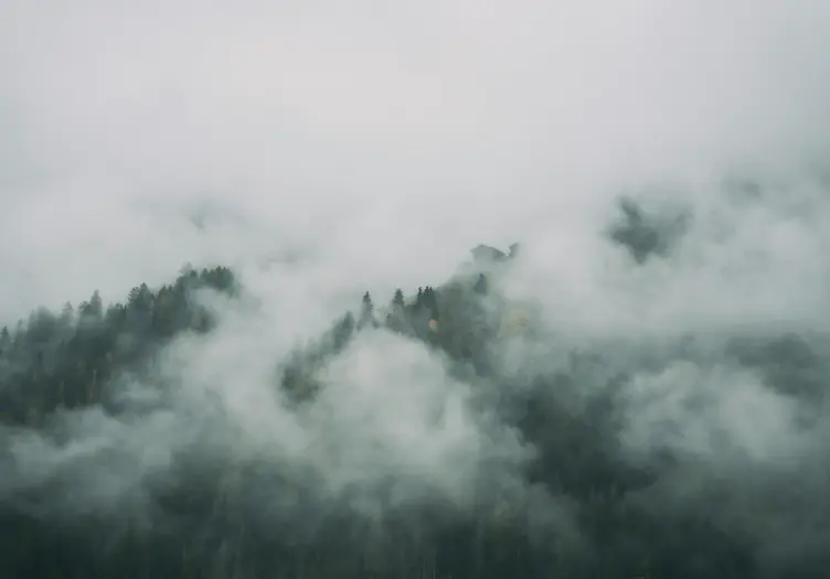 Wald mit Nebel